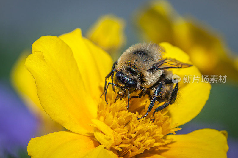 大黄蜂(bombus griseocollis)和金丝菊。